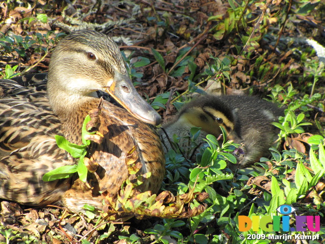 SX06313 Mallard mother with duckling